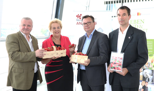 AR Fuchs, LR Dunst, LR Darabos und Dr. Bodiselitsch, freuen sich über frische Erdbeeren aus heimischer Produktion.