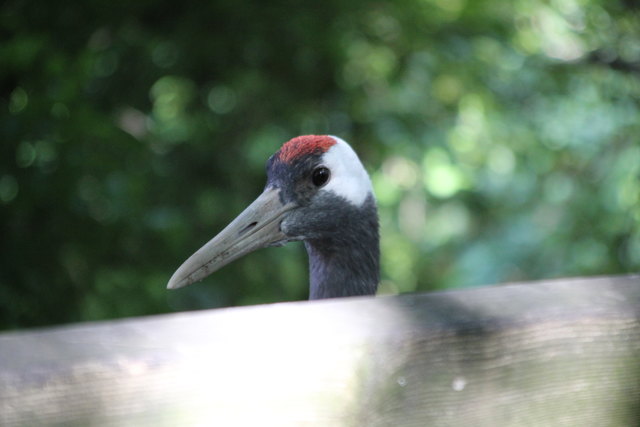 ...seid ihr schon wach?...., dann wünsche ich euch ein schönes Wochenende, mit ganz lieben Grüßen von mir und dem Mandschurenkranich/Tierpark Wels