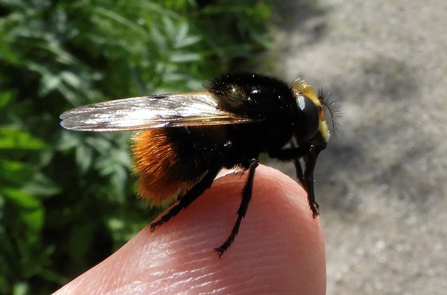 Die Rinderdasselfliege - Bild 1