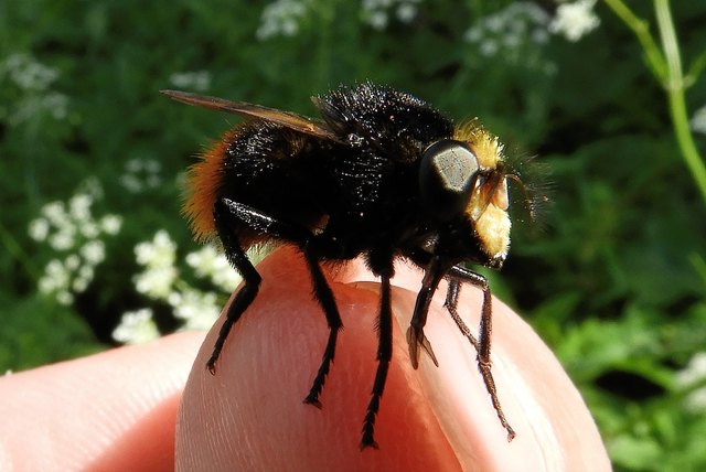 Die Rinderdasselfliege - Bild 2