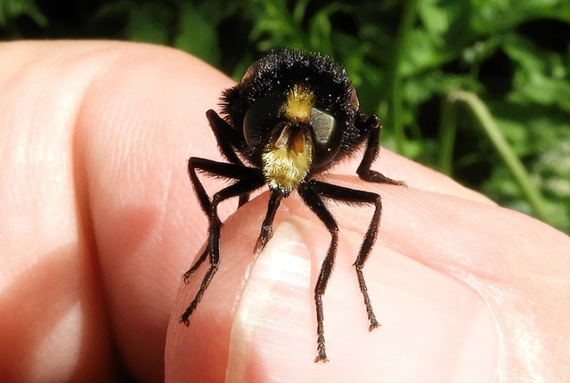 Die Rinderdasselfliege - Bild 3