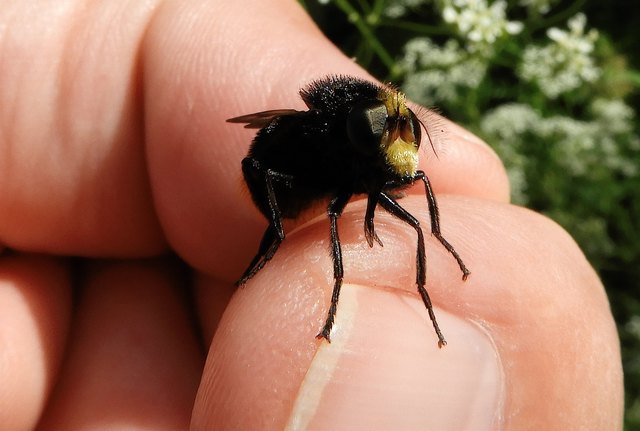 Die Rinderdasselfliege - Bild 5