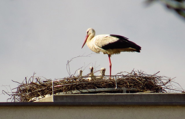 Die drei Haslacher Jungstörche sind Anfang Juni geschlüpft. | Foto: Regionautin Monika Pröll