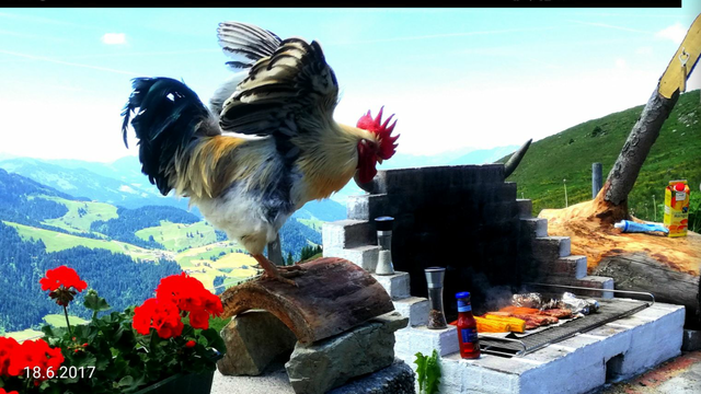 Der Hahn kam noch einmal davon! ;-))