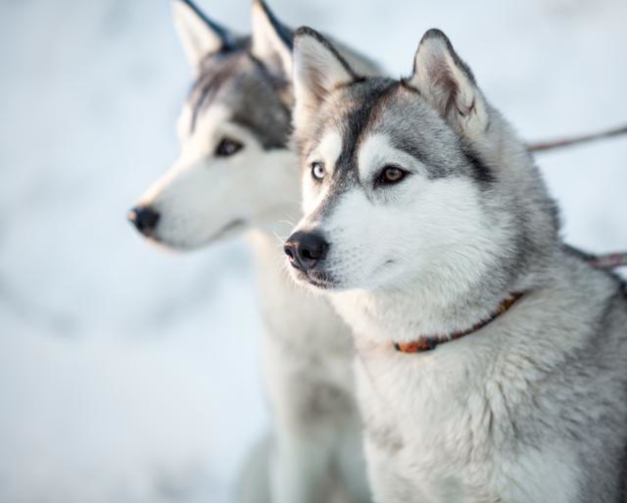 Huskys kennenlernen