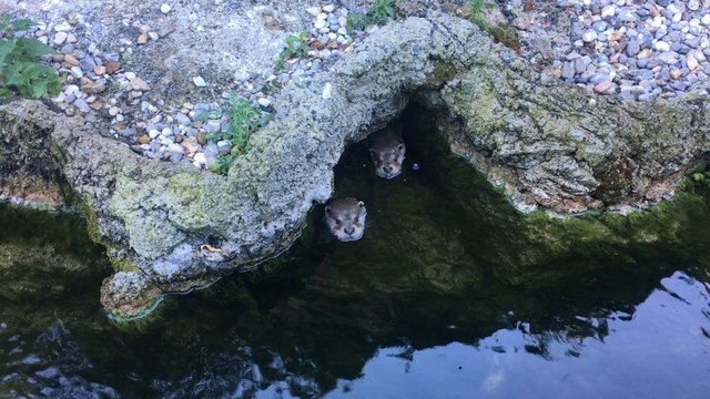Die beiden Fischotter Aaron und Baba leben im Zoo Salzburg.