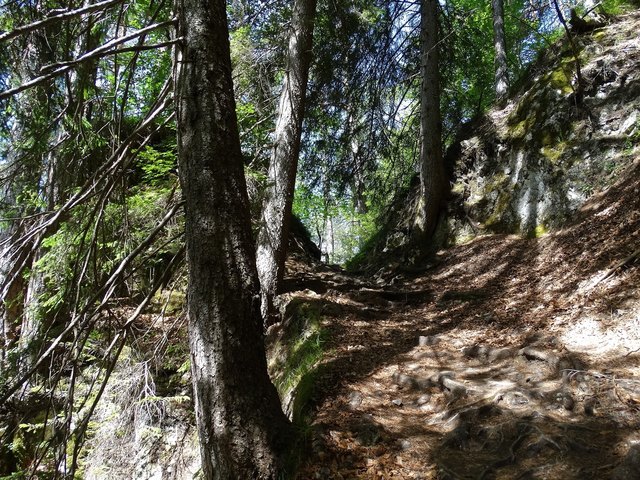 Manchmal bestand der Wanderweg nur aus Baumwurzeln - da hieß es achtsam sein.