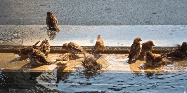 splish splash | Foto: © by bettina seier