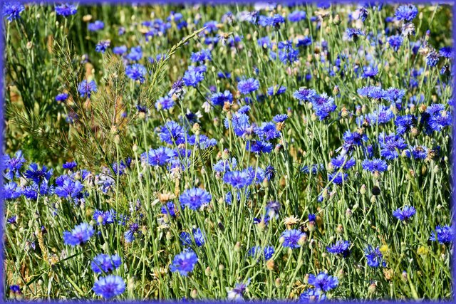 Kornblumen