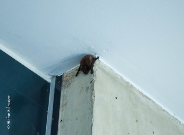 Von der Hitze ins Haus geflüchtet ist diese Fledermaus kürzlich in Kaltenbach