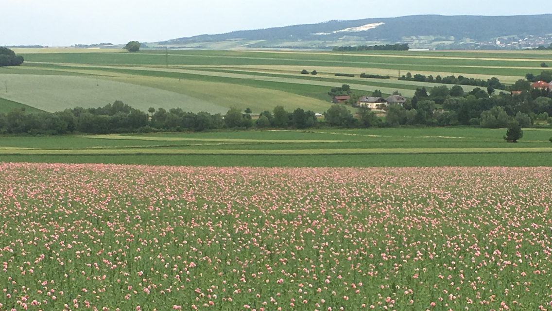 Graumohnfeld