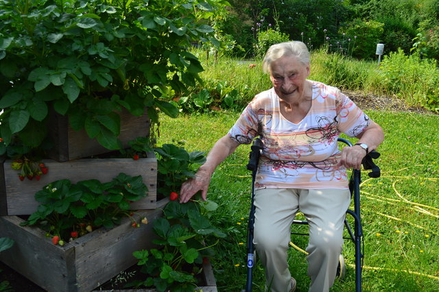 Die Erdbeeren können geerntet werden: Gertrud Wolfschütz | Foto: PBZ Klosterneuburg