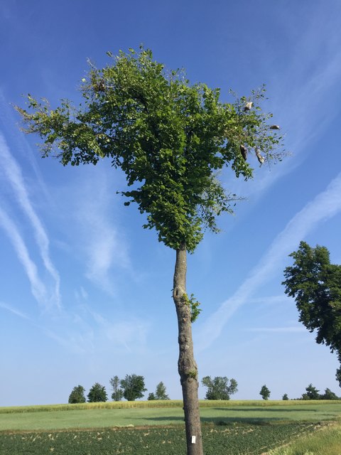 In Trauben hängen die Raupengespinnste an den Astspitzen. Darin verkriechen sich die Raupen nach der Mahlzeit wieder.