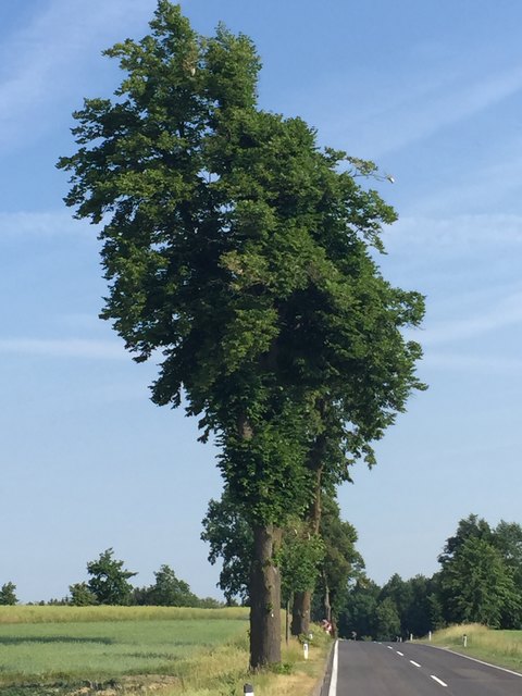 Auch an den großen Bäumen sind die Gespinnste erkennbar.