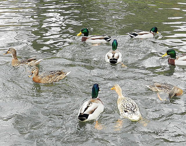 Unter gewissen Umständen können die Enten den Badespass trüben, nämlich dann wenn die sogenannte Badedermatitis bei Badegästen auftritt. | Foto: Egger