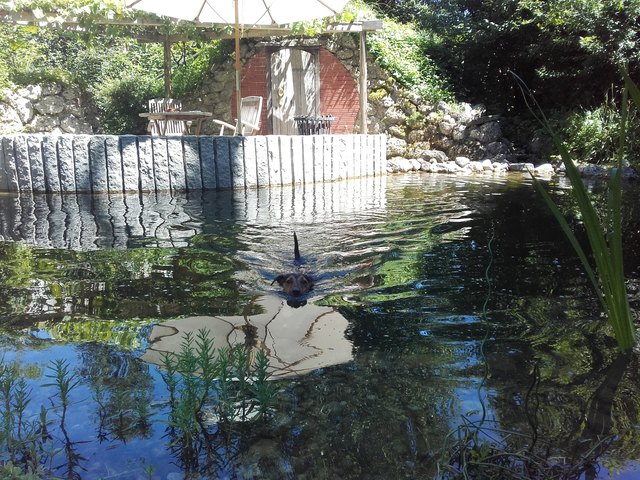 Daheim im Teich