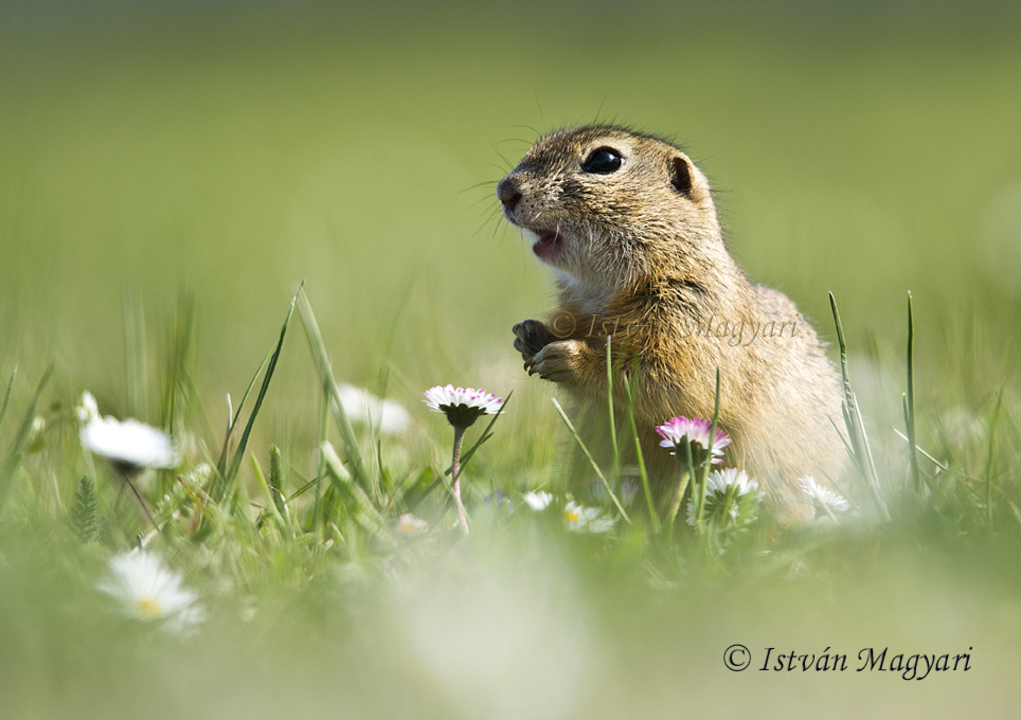 Mein Garten ! voller Blumen ! ) ( Ziesel ) Melk