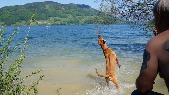 Kito in Mondsee / Plomberg