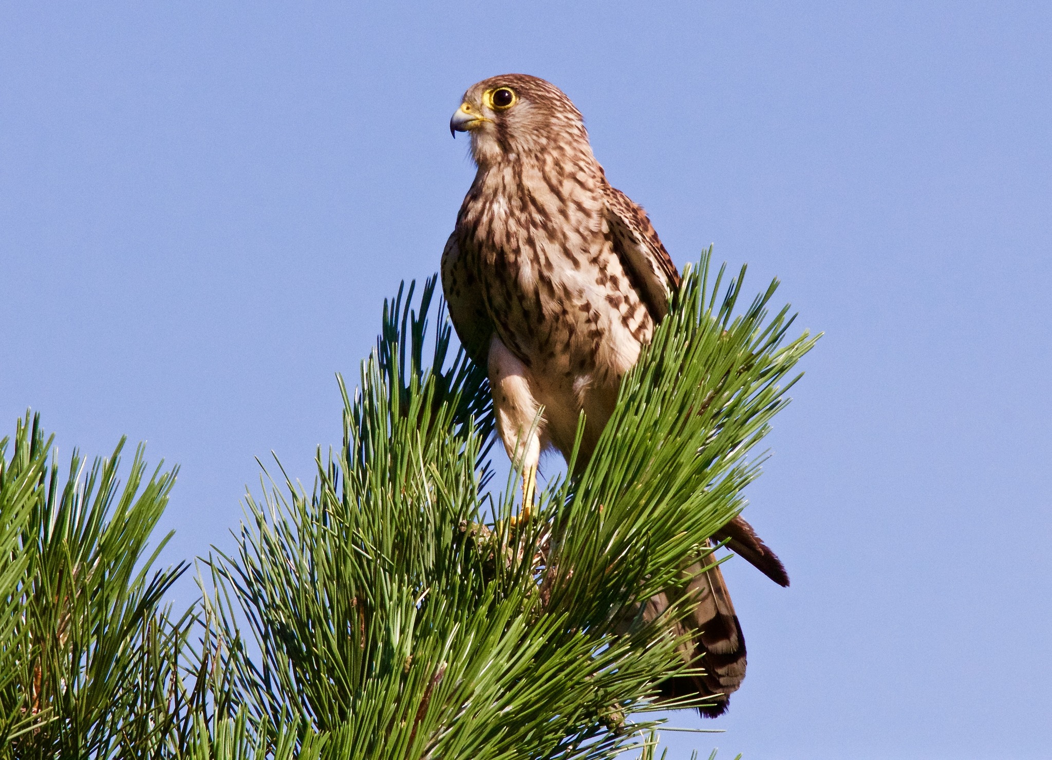 Falke im Garten Weiz