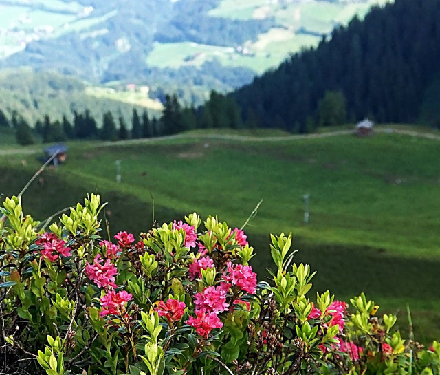 ... ist ein Heidekrautgewächs und wird auch Alpenrose, Almrose oder Steinrose, genannt