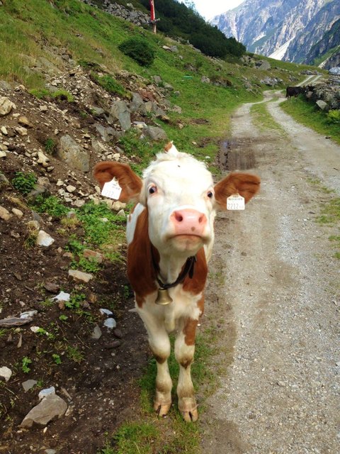 Dem Vieh auf breiten (Forst-)Wegen zu begegnen ist auf jeden Fall entspannter, als es auf schmalen Steigen anzutreffen.