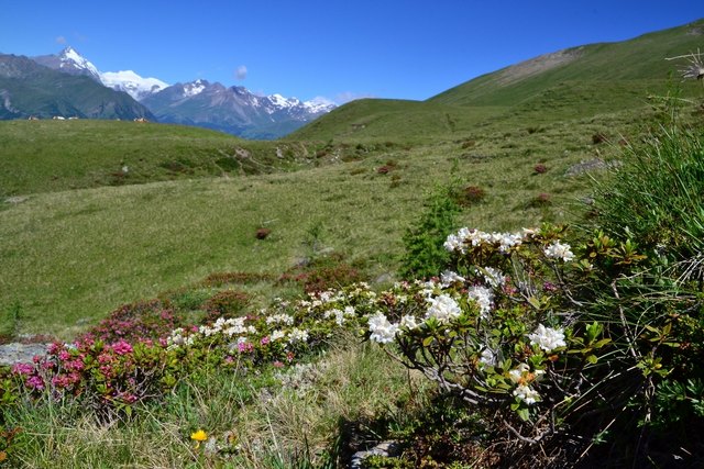 Beim Abstieg vom Mohar blüten eine Rosa und eine Laune der Natur eine Weiße Alpenrose im Hintergrund der Großglockner