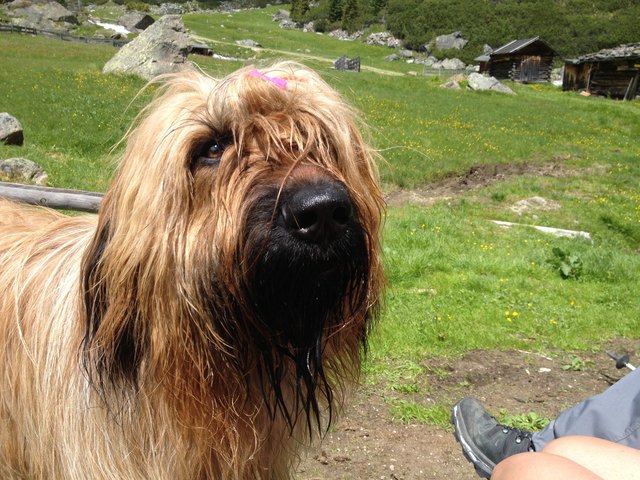 Mit dem Wauwau am Berg ist besondere Vorsicht geboten!