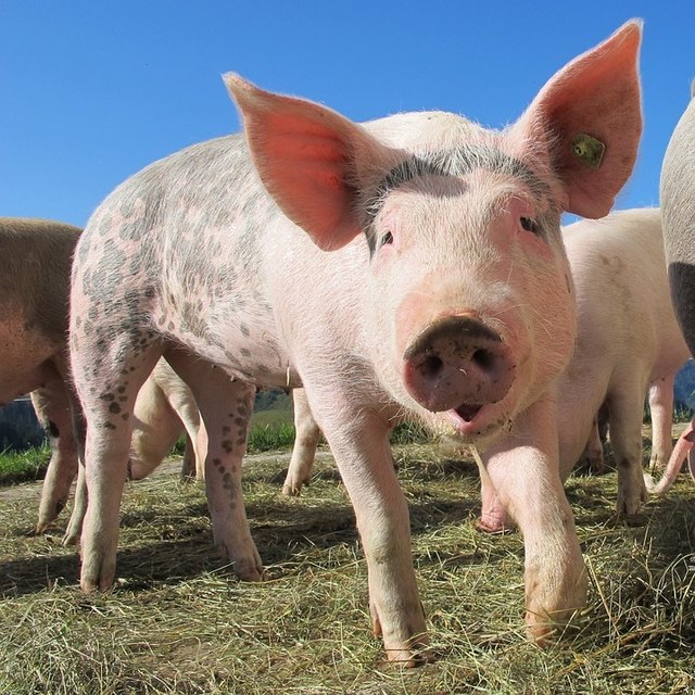 Hausarest für Freilandschweine