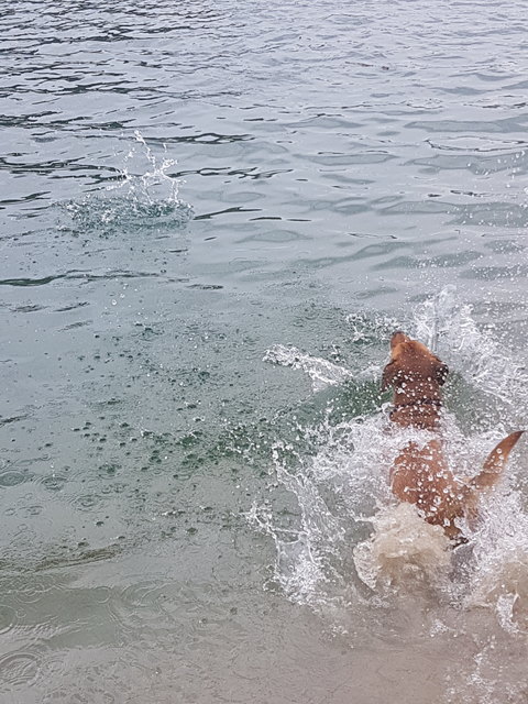 Kito am Hintersee