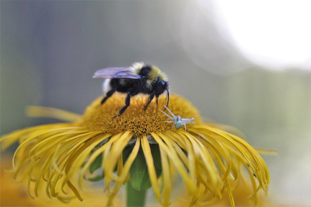 ....wie`s weiterging?...Die Spinne hat die Flucht ergriffen. Die Hummel war dann doch zu groß.