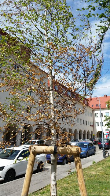 die neu gepflanzte Birke am Schönbergplatz wird leider von der MA vergessen zu bewässern. Lange wird sie es nicht mehr überleben.