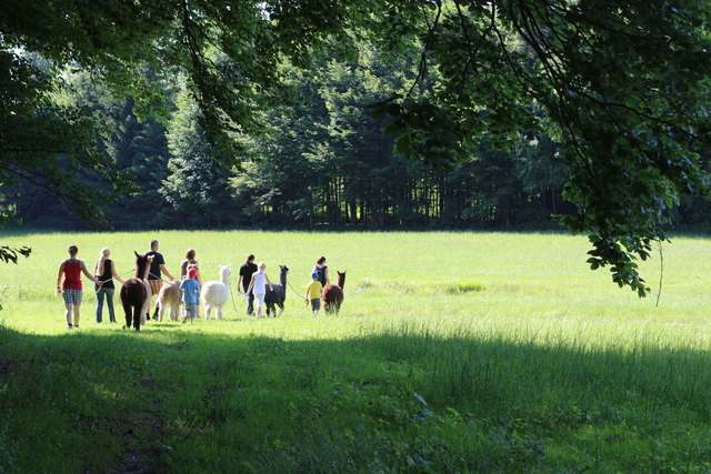 Mit Alpakas an der Leine geht es Richtung Ibmer Moor.