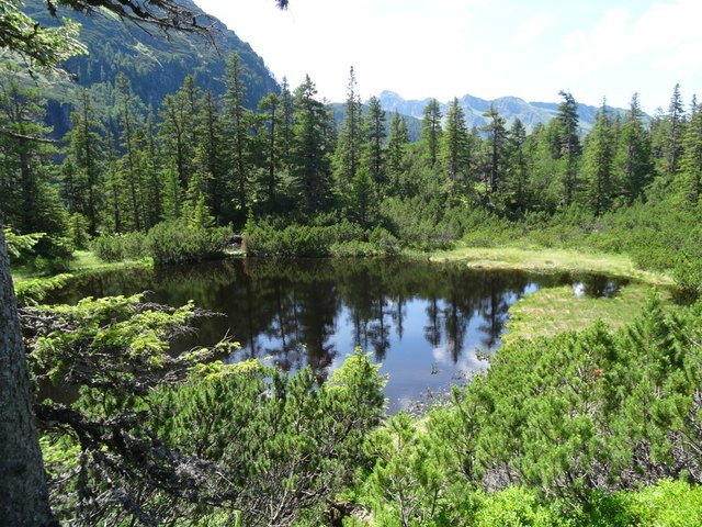 Der Wiegenwald im hinteren Stubachtal ist ein Kleinod im Nationalpark Hohe Tauern. Eine Wanderung durch dieses Naturschutzgebiet ist immer wieder ein besonderes Erlebnis