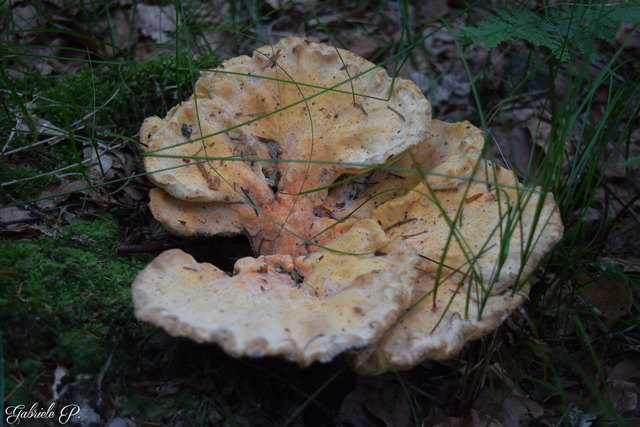 Hab ich beim Wandern gefunden und noch nie gesehen. Wer kennt den Namen?