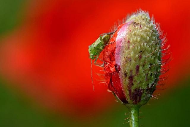 Besuch einer grünen Weichwanze, auf einer Mohnblume. Vollbild besser!