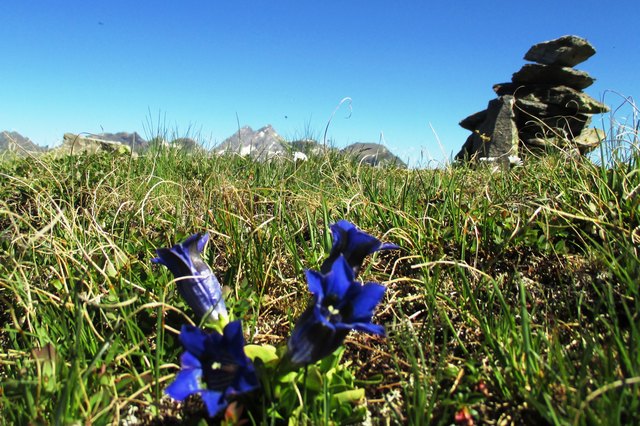 Stamandli und Enzianblüte/Manuela Pfeifer