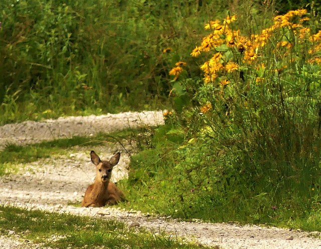Am 6.6.17 habe ich es als neugeborenes Kitzerl am Weg am Untersberg liegen gesehen - gestern am 30.6.17 lag es auf der gleichen Stelle, aber es ist schon prächtig gediehen!!! Wie erfreulich!!!! Bitte Hunde an die Leine!!!!!