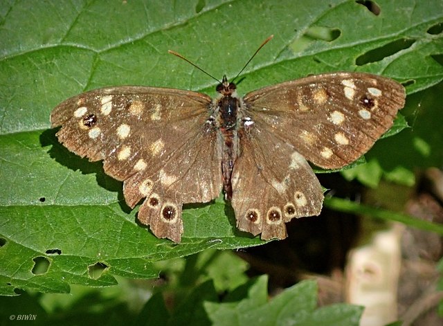 Dieser Schmetterling ist bereits etwas lädiert, hat wohl einen Kampf hinter sich .... im Vollbild siehst du mich schärfer