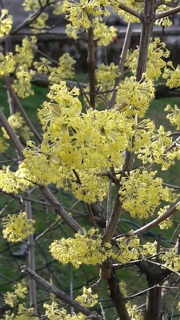 in voller Blüte