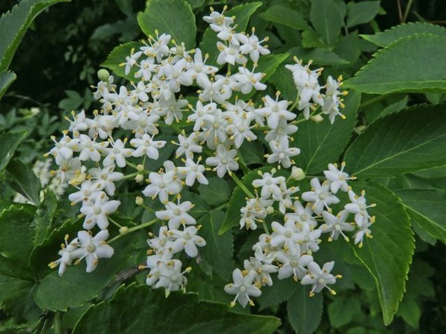 Diese vielmals wertvolle Pflanze bringt auch schöne Blüten hervor. Diese Pflanze wird im Spätsommer schwarze Beeren zeigen.