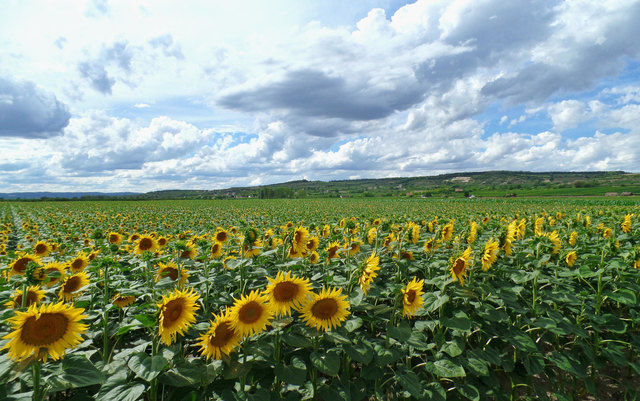 Die Sonnenblumen blühen schon! Aufnahme bei der Fahrt nach Gösing am Freitag den 30.06.17