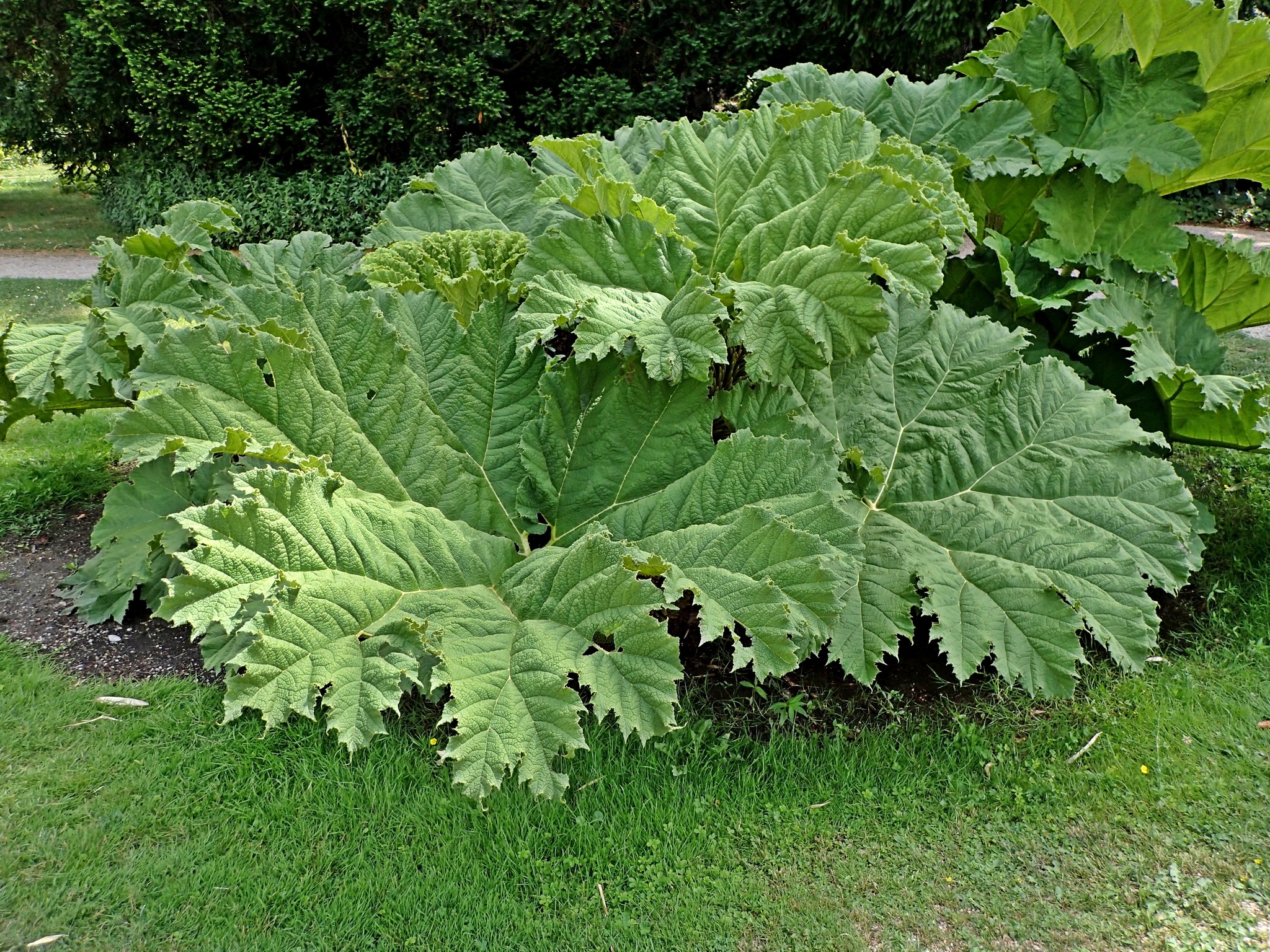 Das Mammutblatt Landstraße