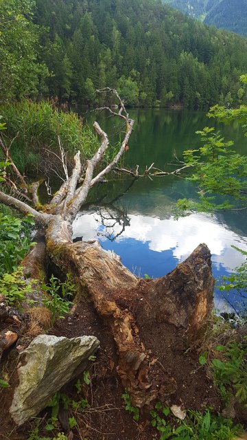 ... hat dieser Baum am Piburger See und bietet damit ein schönes Fotomotiv