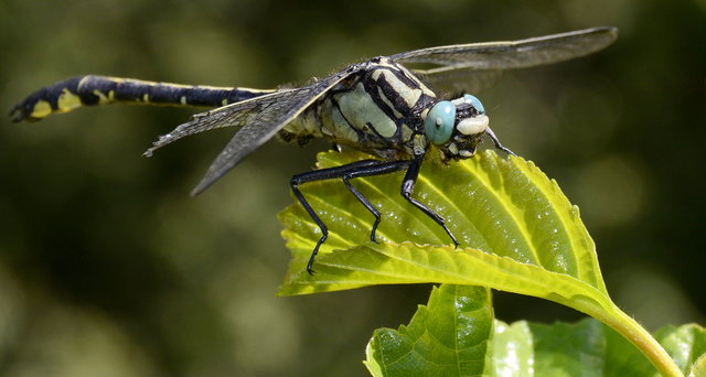 Libelle des Jahres 2017 (Männchen) in Lieboch bei einem Waldspaziergang entdeckt