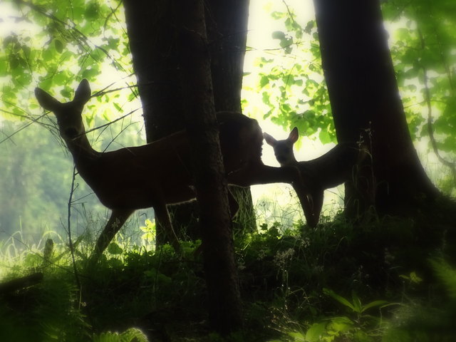 Frühmorgens führt die Rehmama ihr Kitz durch den Wald. Sie weiß, dass von mir und meinem Hund keine Gefahr droht, weil wir einander fast täglich begegnen...