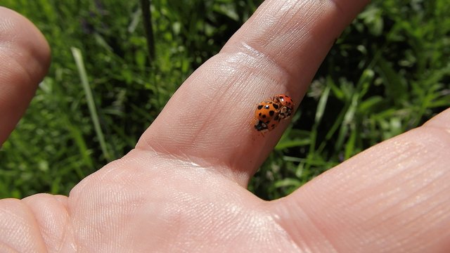 Marienkäfer-Pärchen - Bild 1