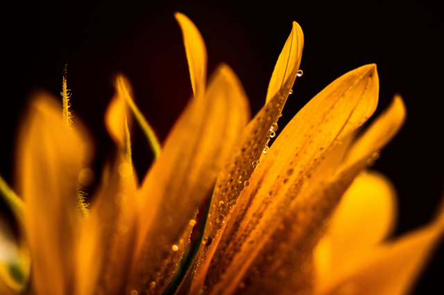 Normalerweise bin ich ja im urbanen Umfeld und in der Nachtfotografie unterwegs. Heute versuchte ich mich in der Makrofotografie. Mein altes Nikon Micro 105 f:4 AI habe ich dazu verwendet.......