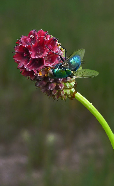 Goldfliege auf Großem Wiesenknopf