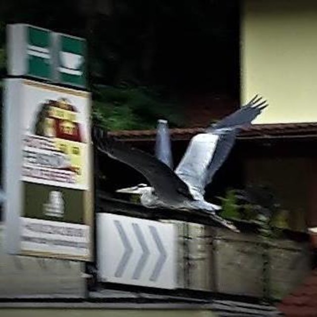 Reiher Guggi aus dem Kierlingtal