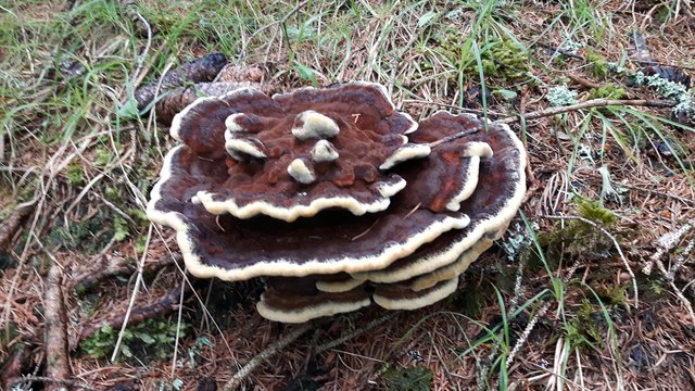 Diesen wunderschönen Schwamm entdeckte ich kürzlich bei einem Waldspaziergang